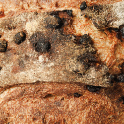 Pão Especial de Chocolate Negro e Laranja 2
